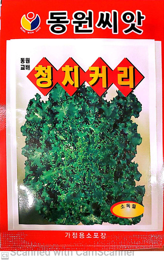 청 치커리