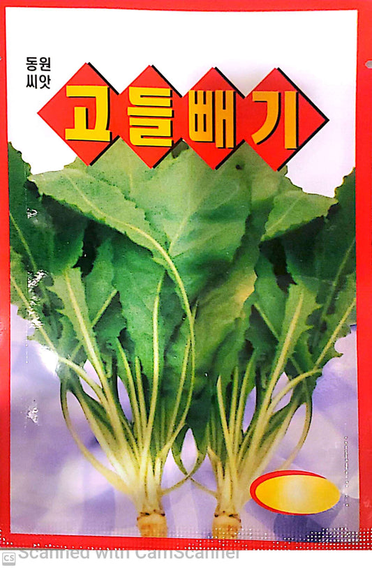 고들빼기 Korean Lettuce
