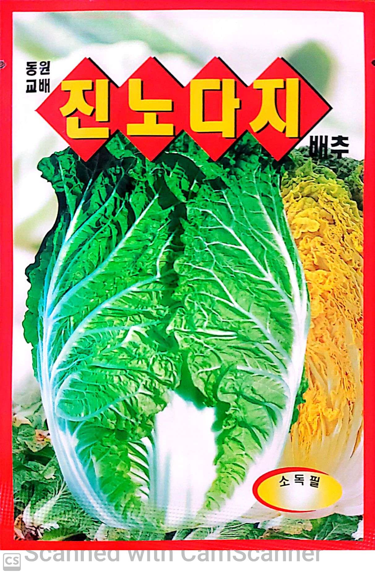 배추 진노다지 가을 배추