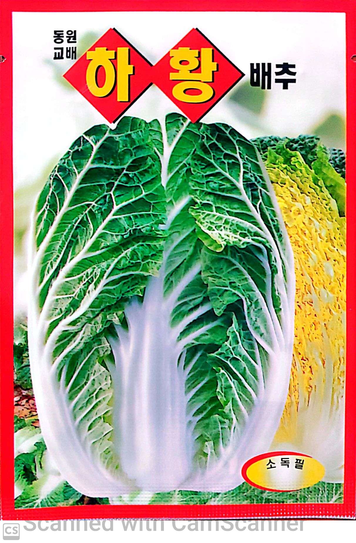 배추 하황 배추 (여름 배추)