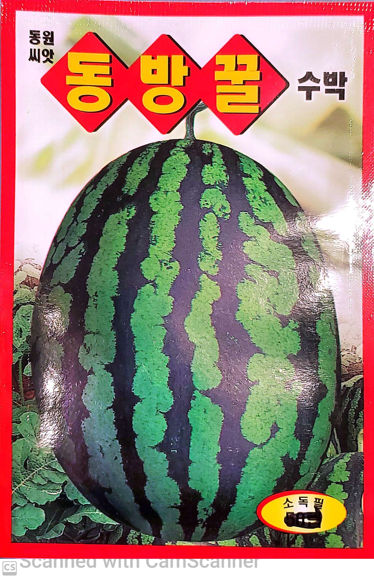 수박 동방꿀수박 Watermelon