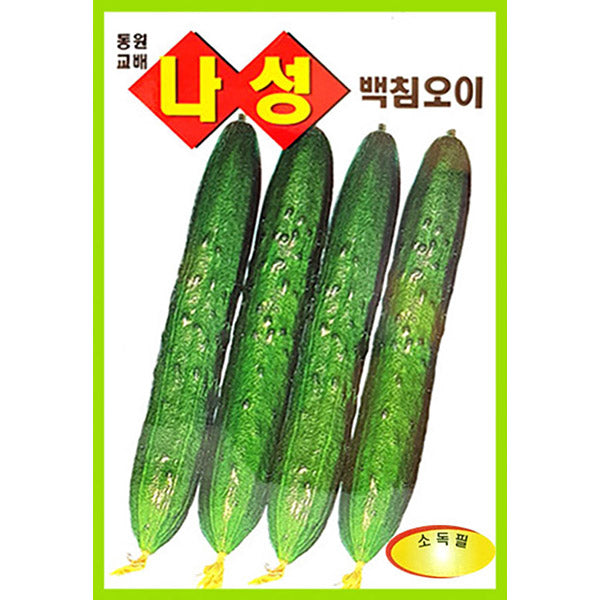 오이 나성백침오이 Cucumber