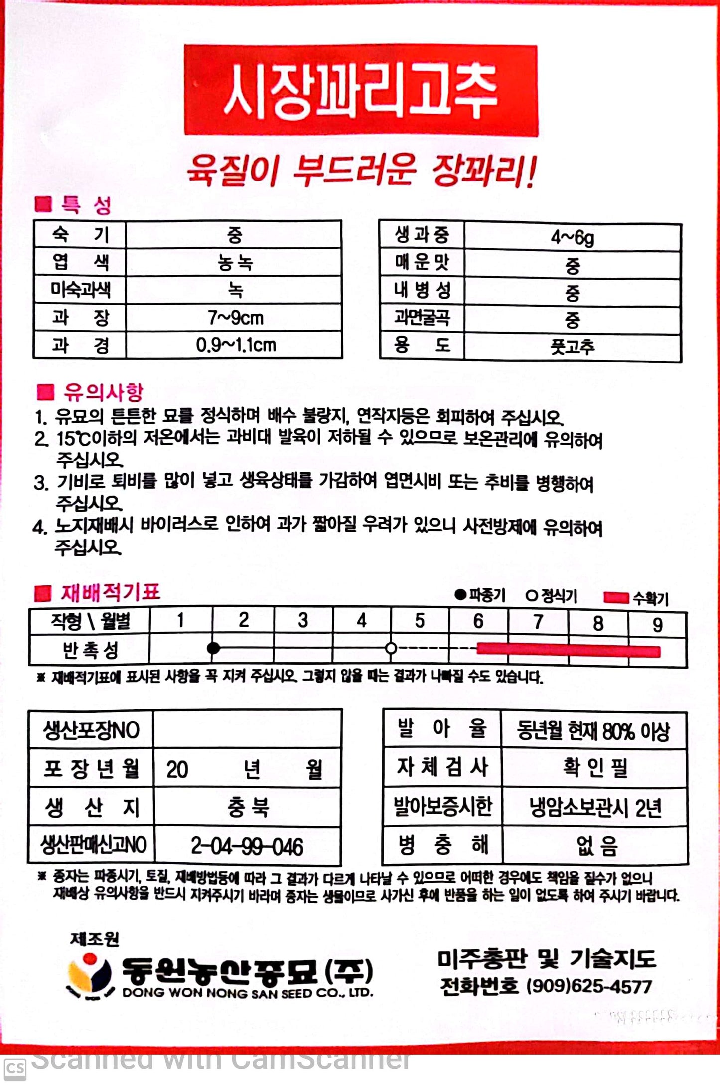 꽈리고추 시장 꽈리고추