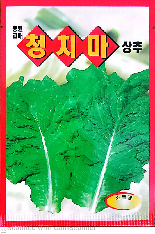 청치마 상추 Green Skirt Lettuce