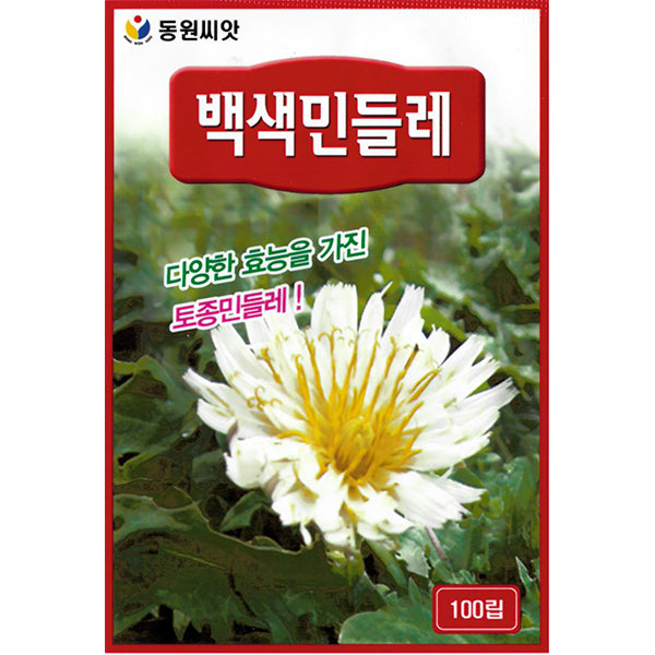 백색 민들레 White Dandelion