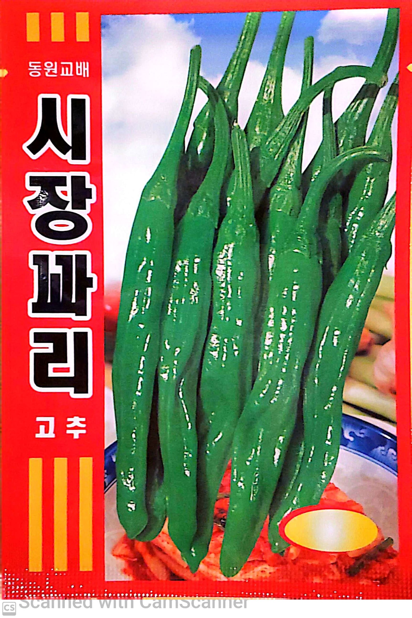 꽈리고추 시장 꽈리고추