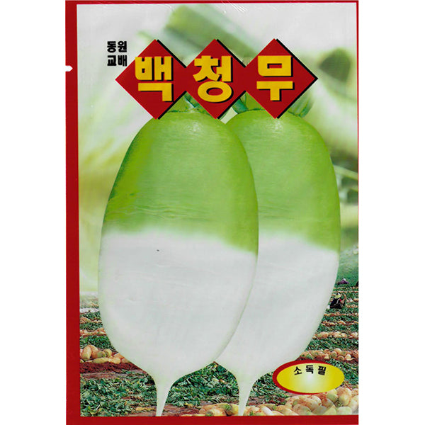 무우 백청무 Radish