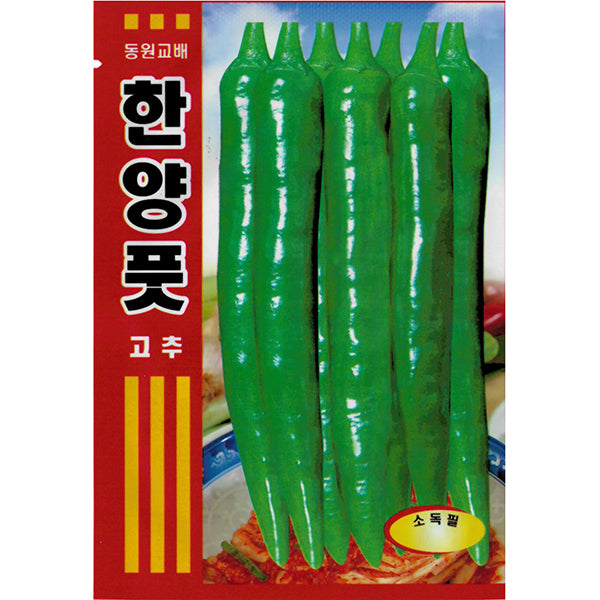 고추 한양풋고추