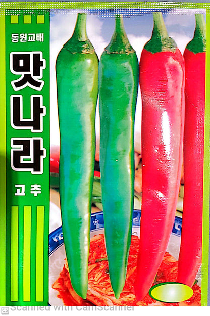 고추 풋 고추 맛나라고추 Green Chili