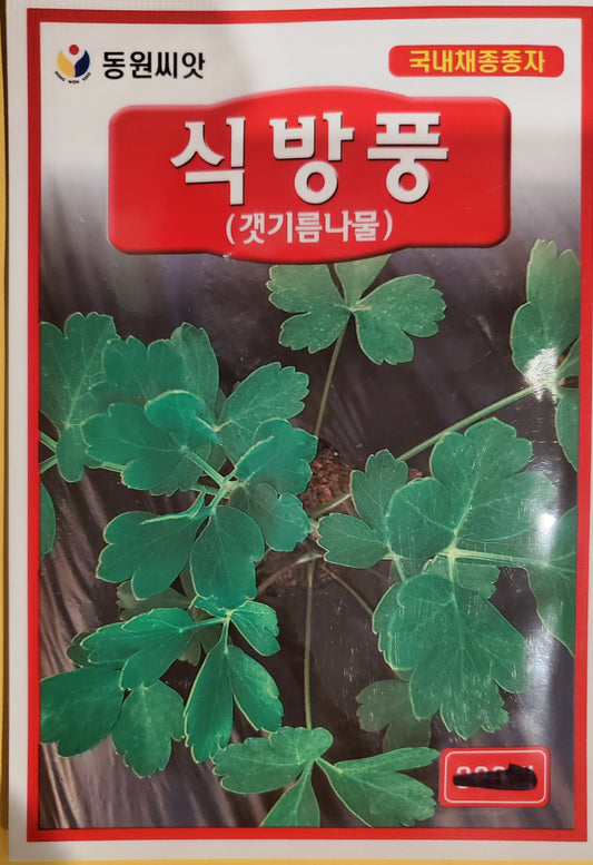 식 방풍 (갯기름 나물)